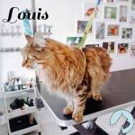 Ståtlig Mainecoon på trimbord