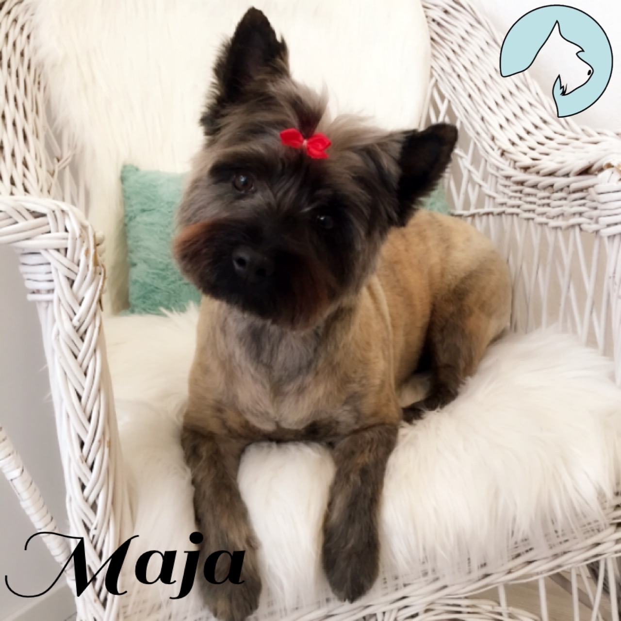 Hundarnas Salong: Nyklippt & badad Cairnterrier med röd rosett på huvudet