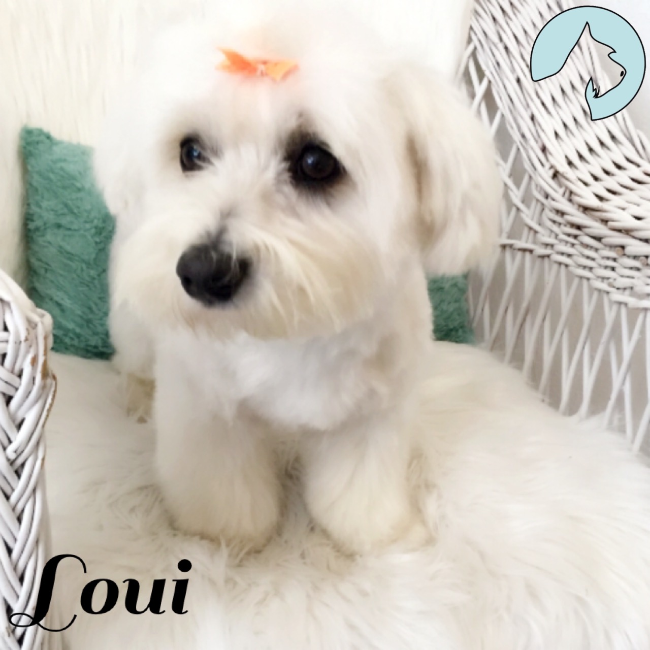 Hundarnas Salong: Vit fluffig nyklippt bichon havanais