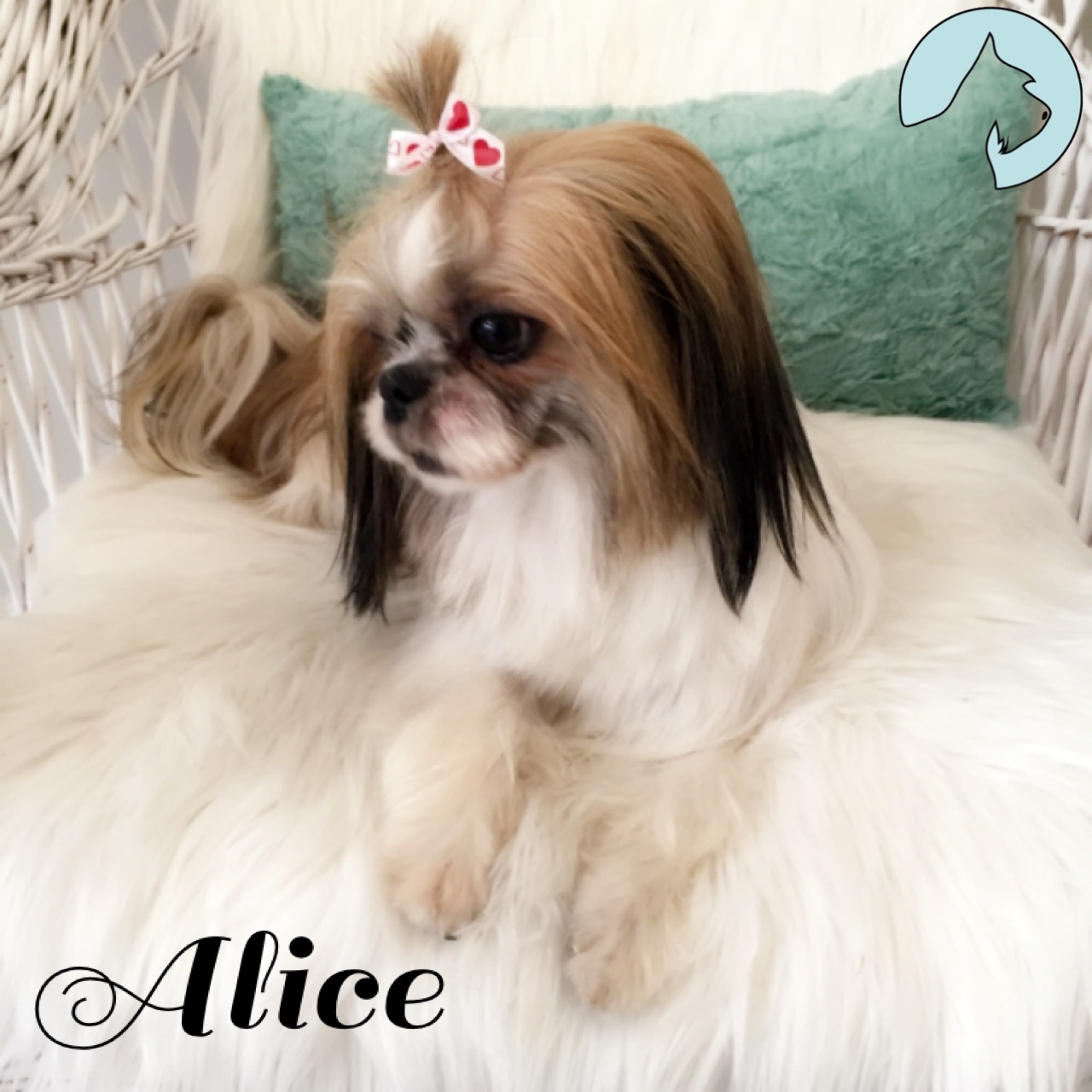 Hundarnas Salong: Nyklippt Shih Tzu med rosett i pälsen ligger på en fäll