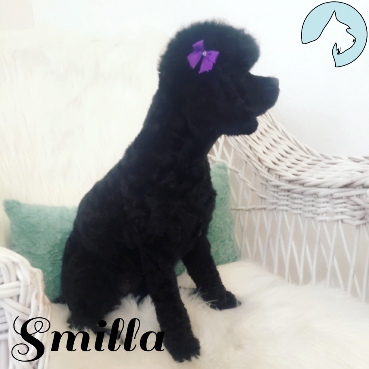 Hundarnas Salong: Nyklippt svart cockerpoo