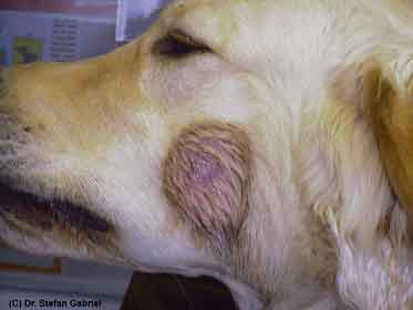 Hotspot på retriever