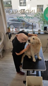 hundarnassalong_goldenretriever_hundtrim_helsingborg