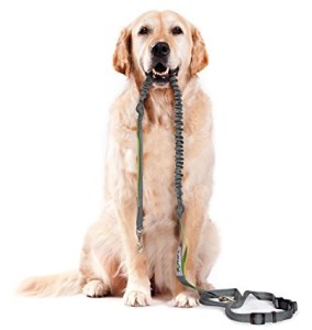 hundarnas_salong_goldenretriever